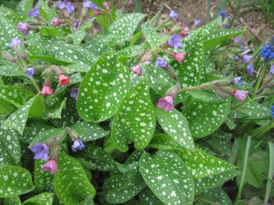 Медуница Пульмонария