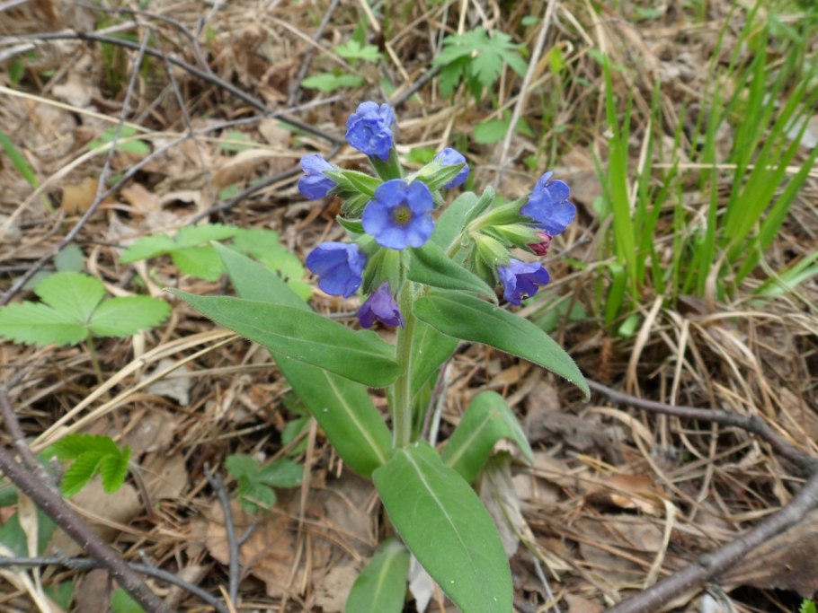 Медуница миссис Мун