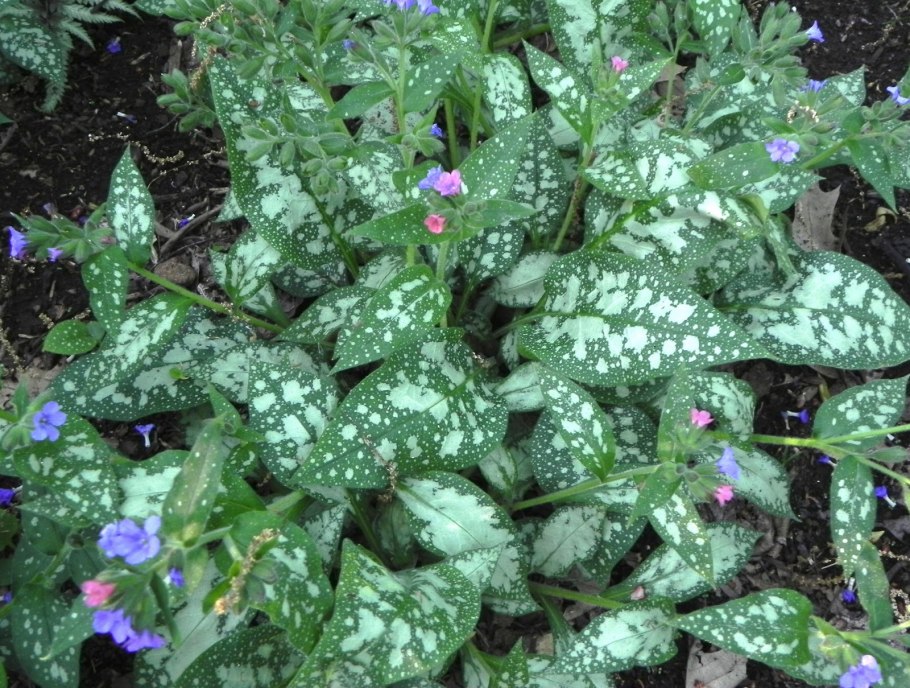 Медуница Пульмонария