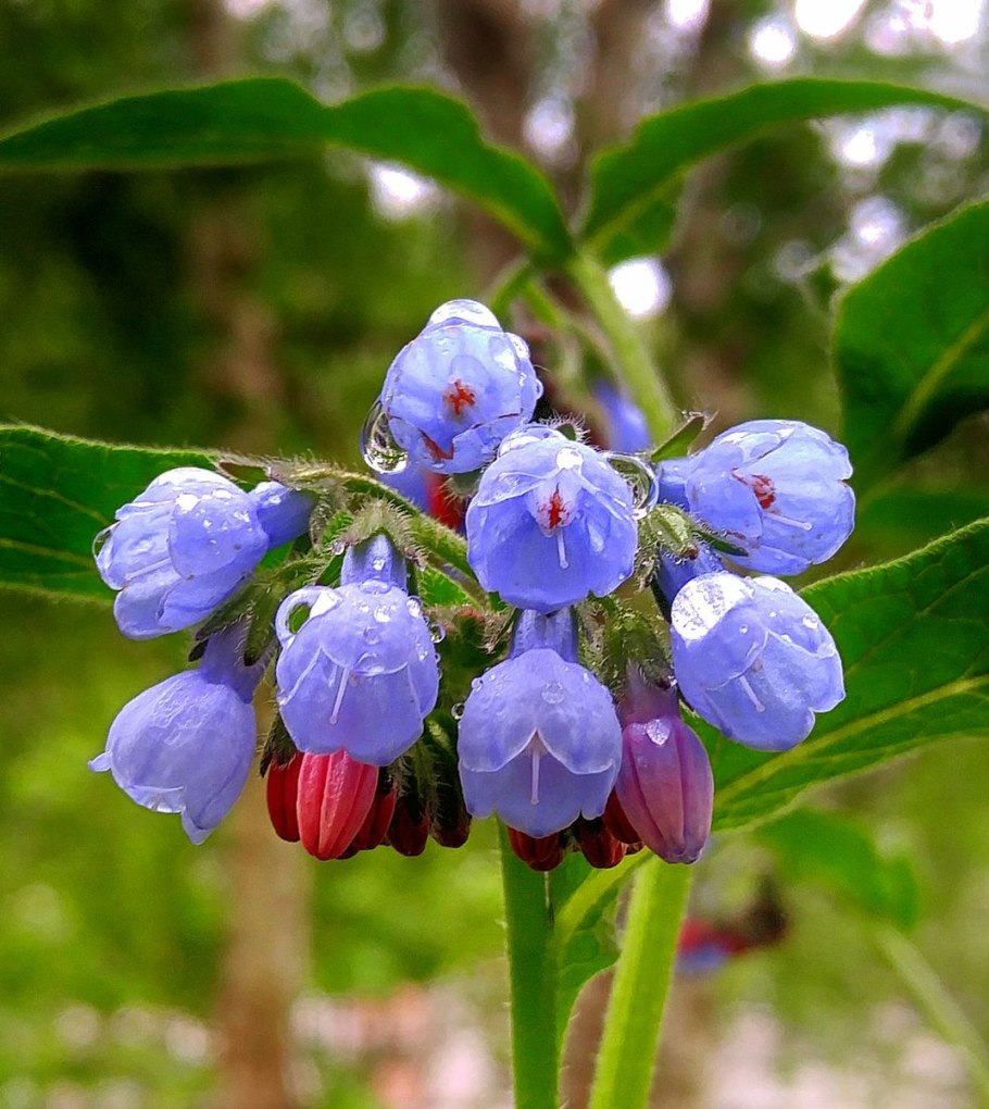 Медуница Сибирская