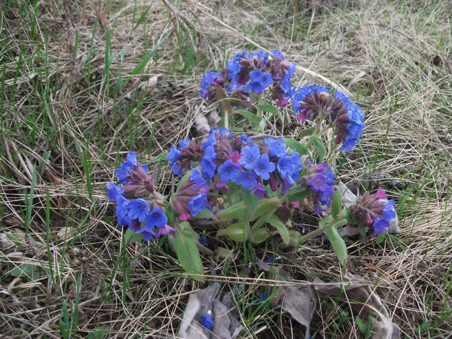 Pulmonaria mollis