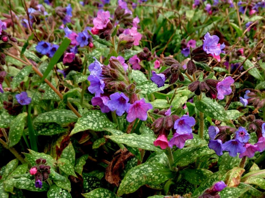 Первоцветы Медуница