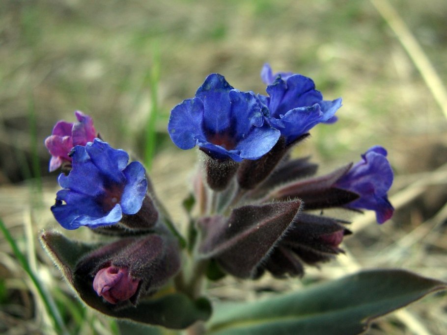 Медунка цветок