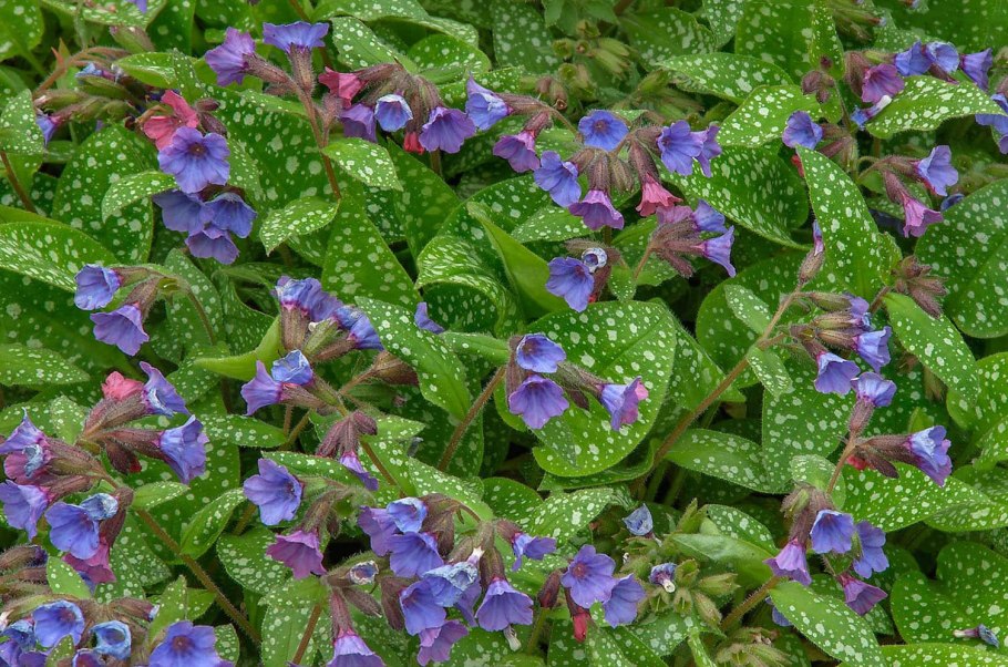 Медуница цветок