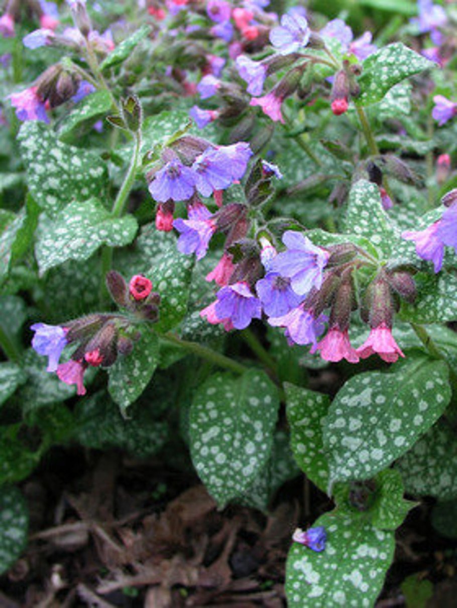 Pulmonaria officinalis
