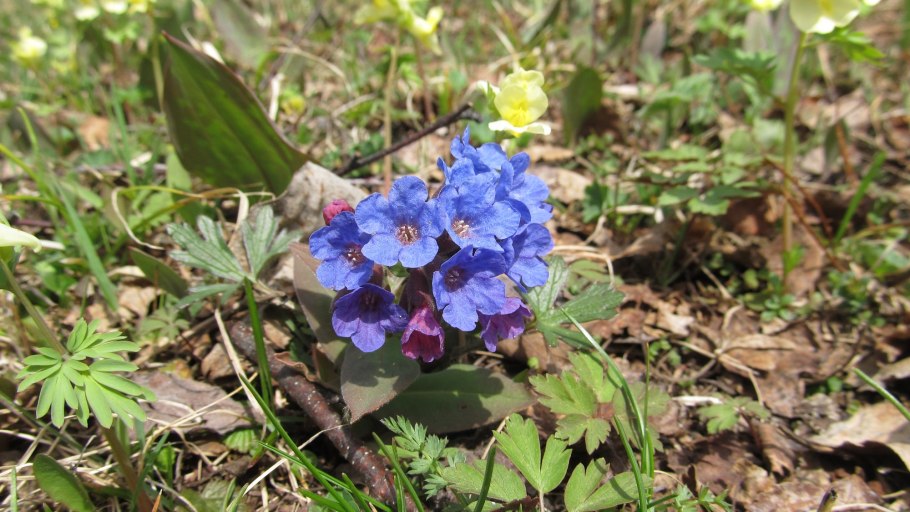 Медуница узколистная Pulmonaria angustifolia
