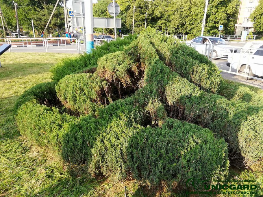 Можжевельник казацкий ниваки
