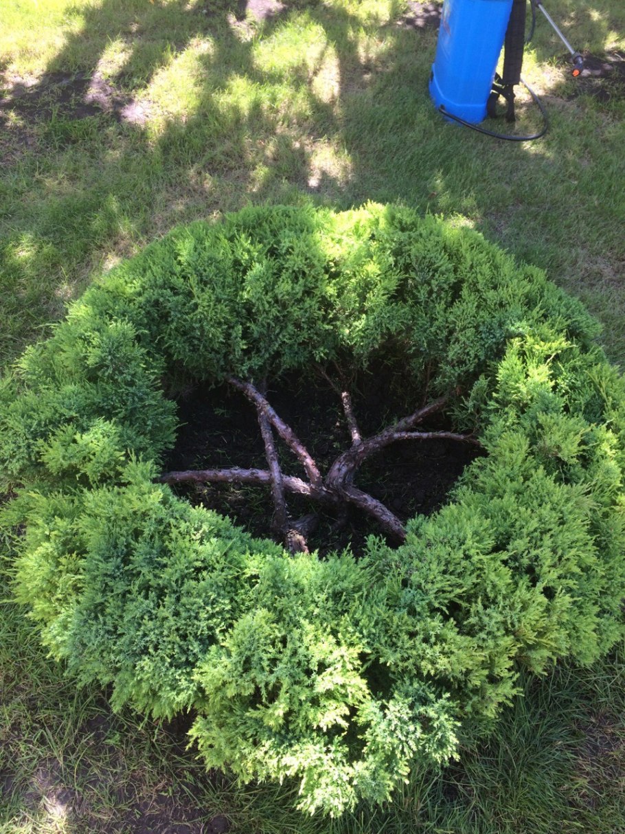 Ниваки казацкий можжевельник казацкий