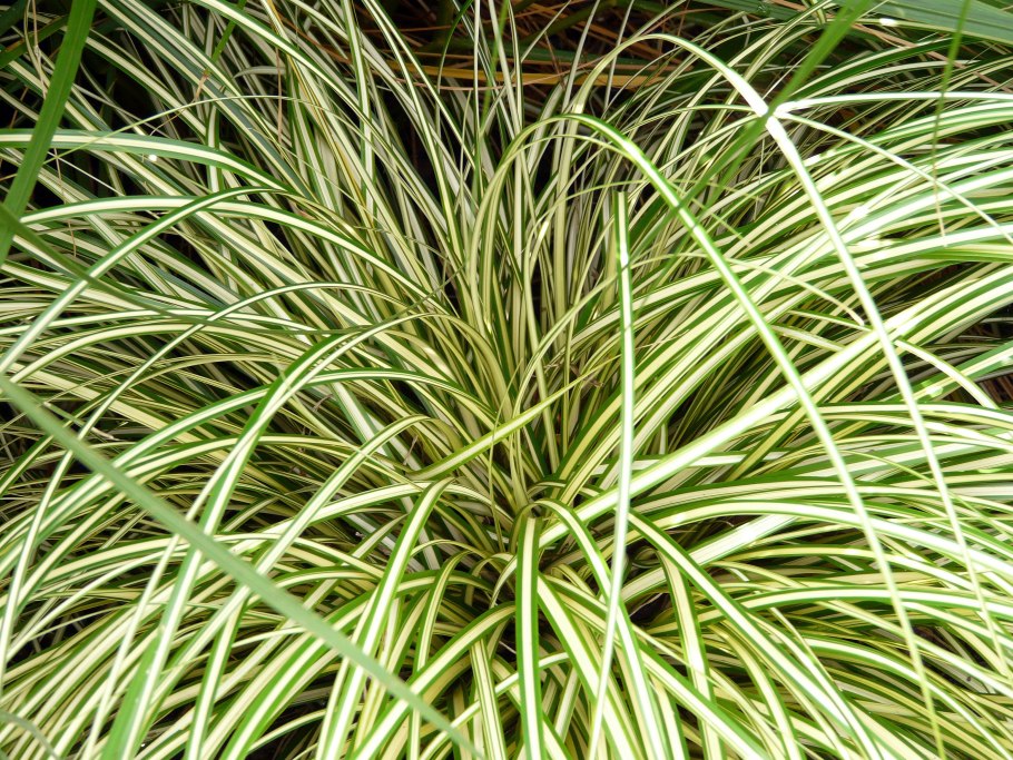 Осока Carex muskingumensis