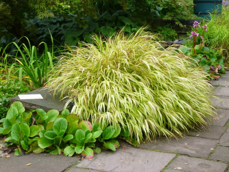 Осока elata Aurea