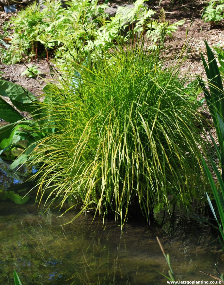 Осока Carex elata Aurea