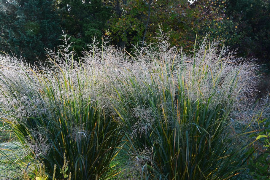 Осока Carex flagellifera