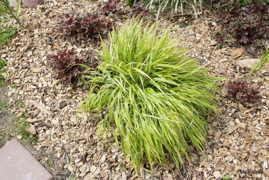Carex ciliatomarginata »Treasure Island»