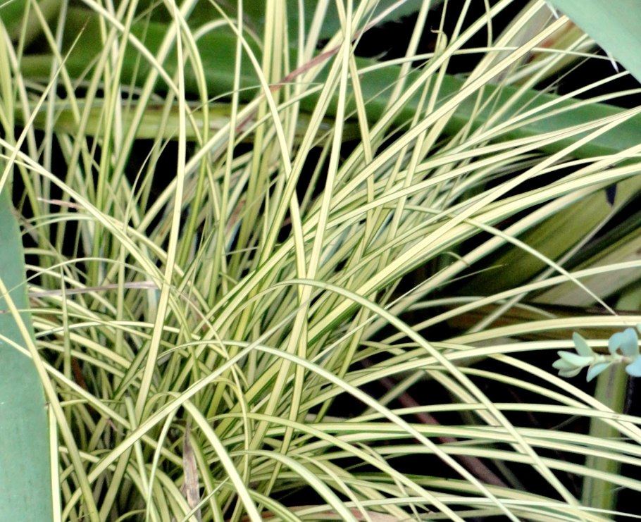Осока пальмолистная Carex muskingumensis