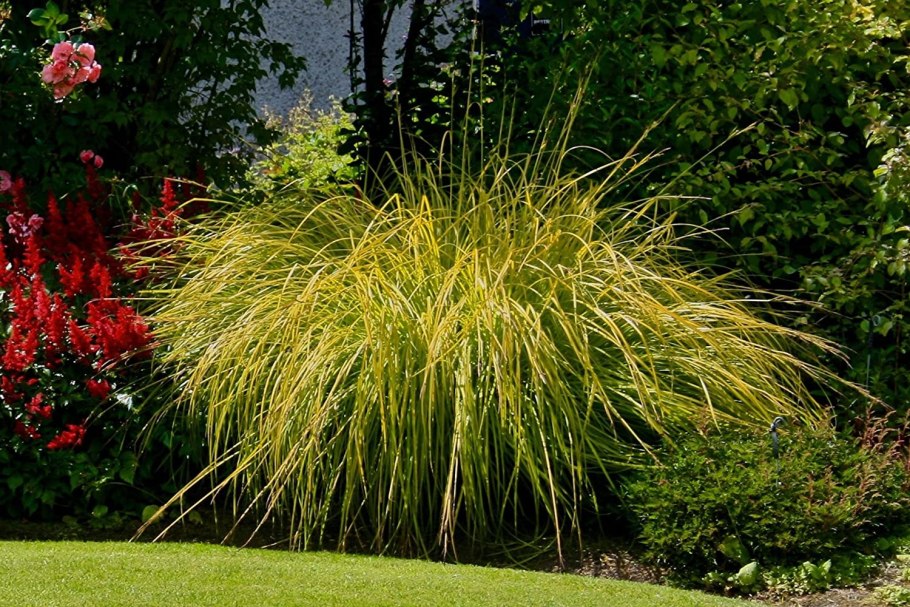 Осока Carex muskingumensis