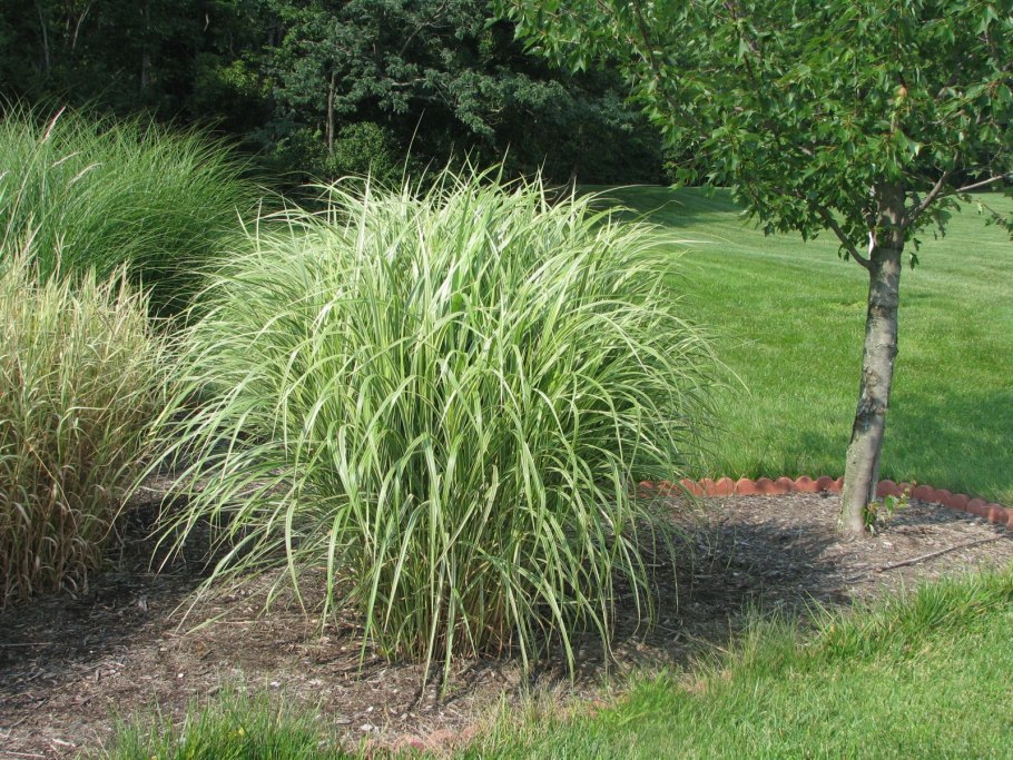 Осока метельчатая Carex paniculata