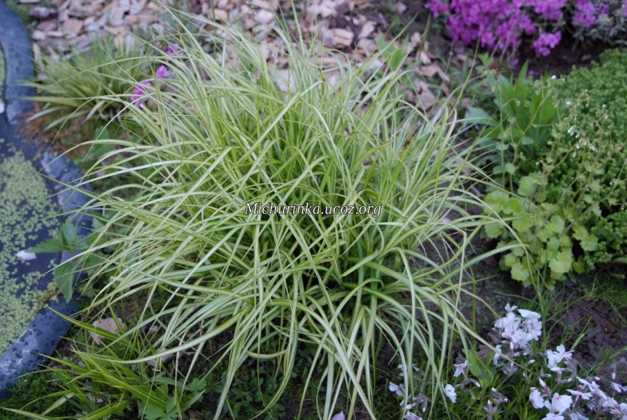 Carex leiorhyncha