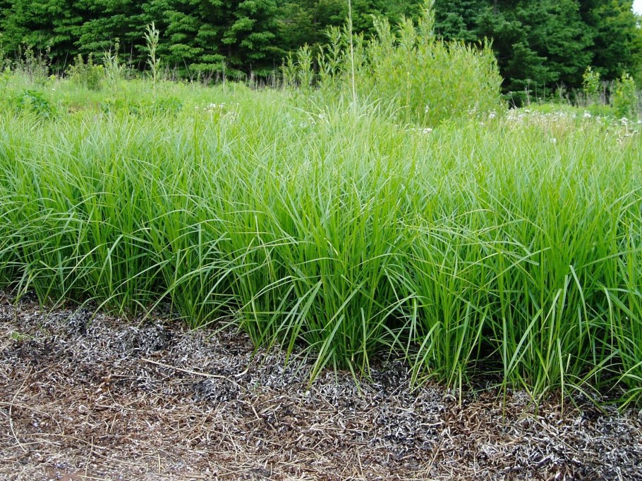 Осока Арнелла (Carex arnellii)