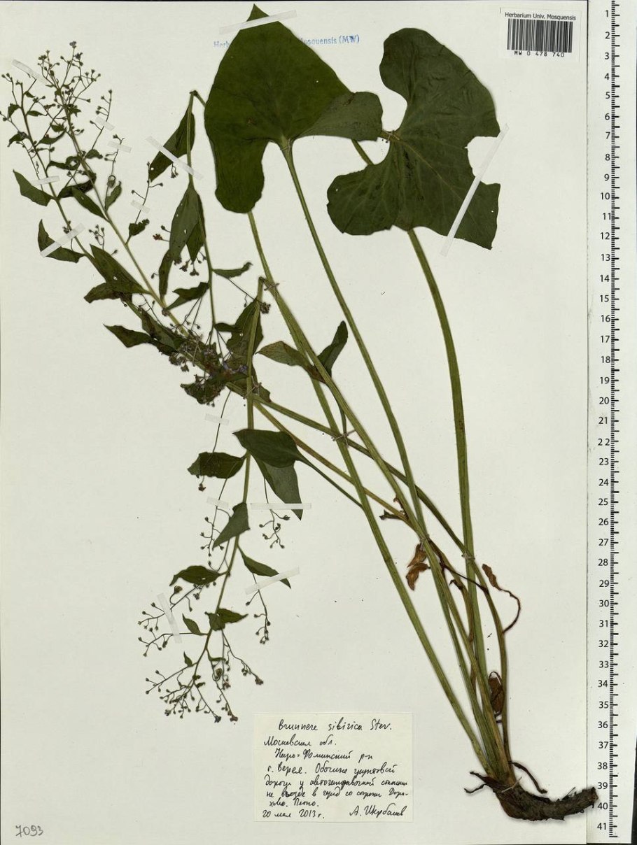 Семена брунеры