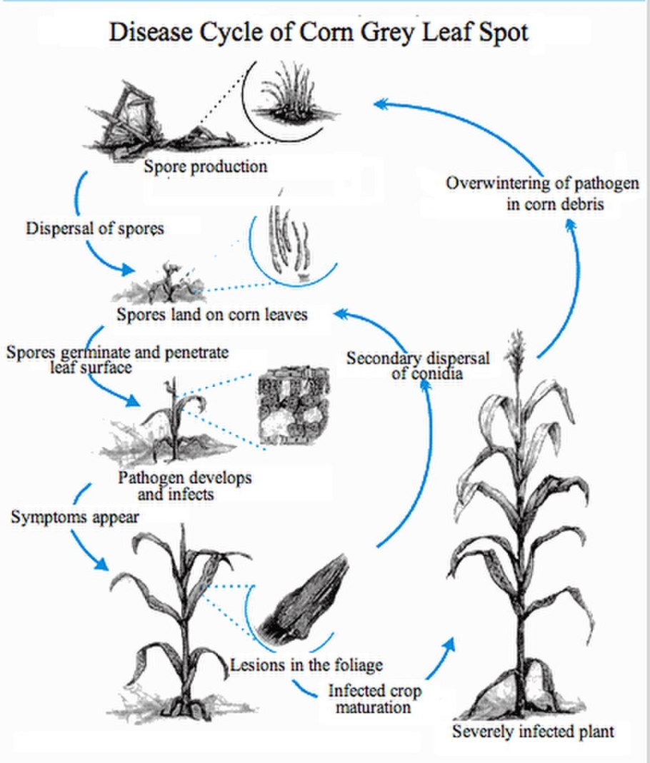 Бруннера Сибирская