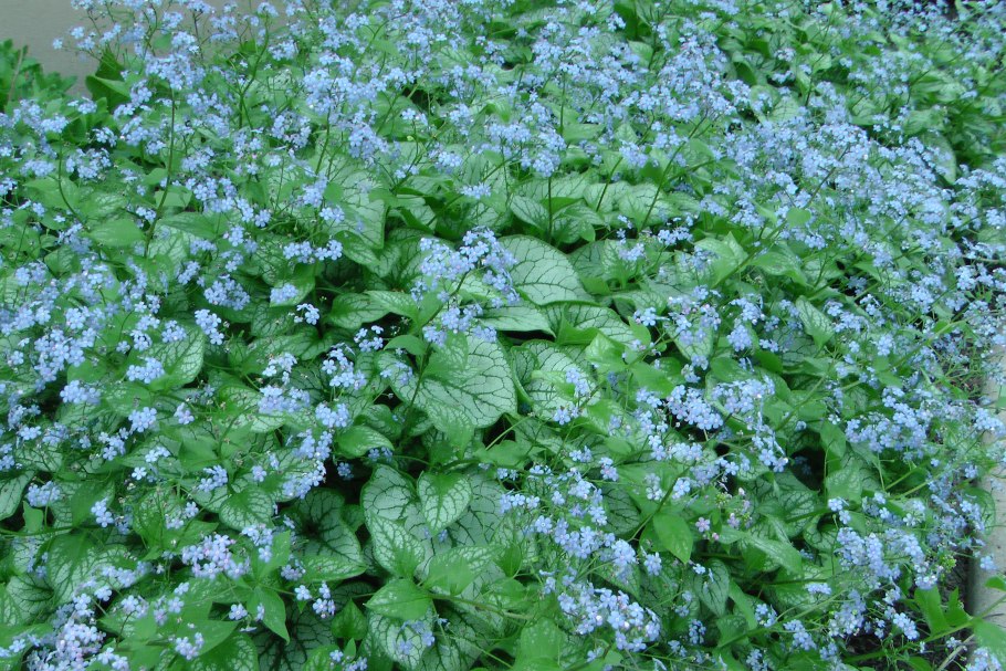 Бруннера Джек Фрост