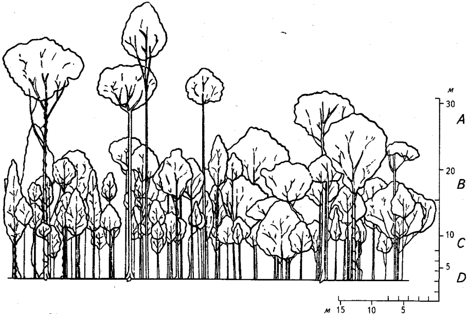 Бруннера Сибирская ареал