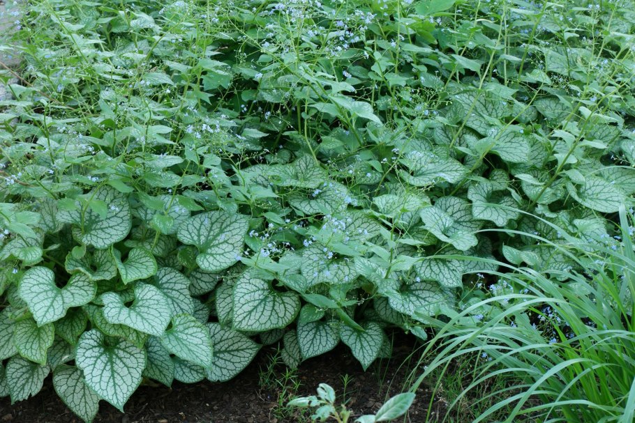 Бруннера крупнолистная Сильвер Харт