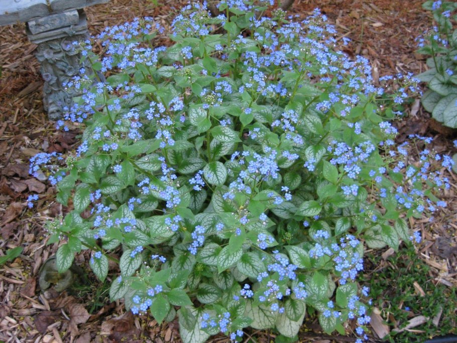 Сныть Дудник борщевик