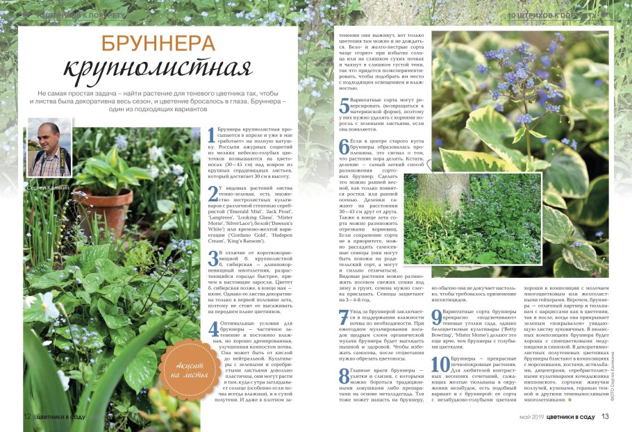 Семейство зонтичные представители