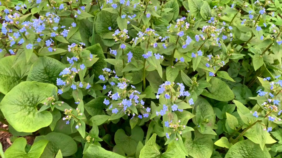 Незабудочник Бруннера