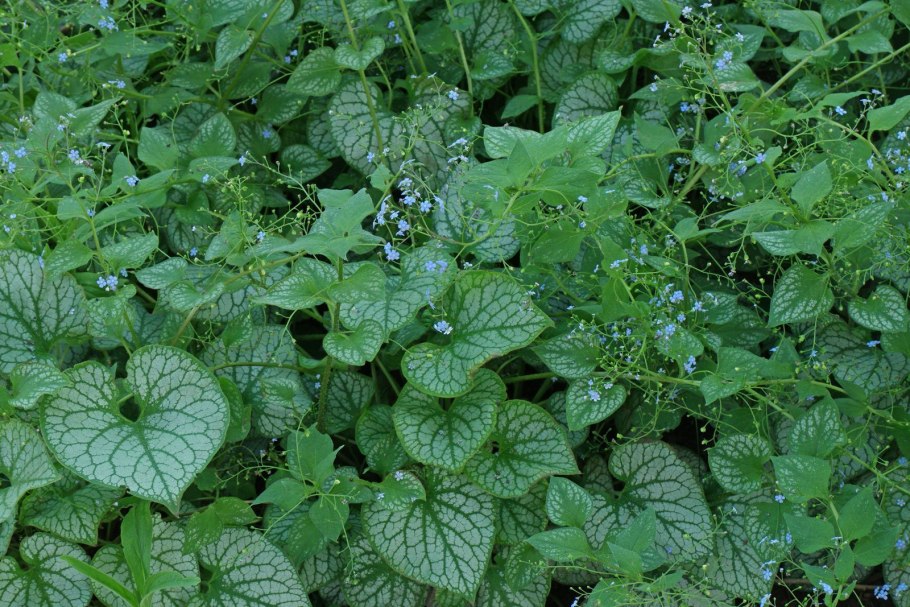 Бруннера крупнолистная Джек Фрост