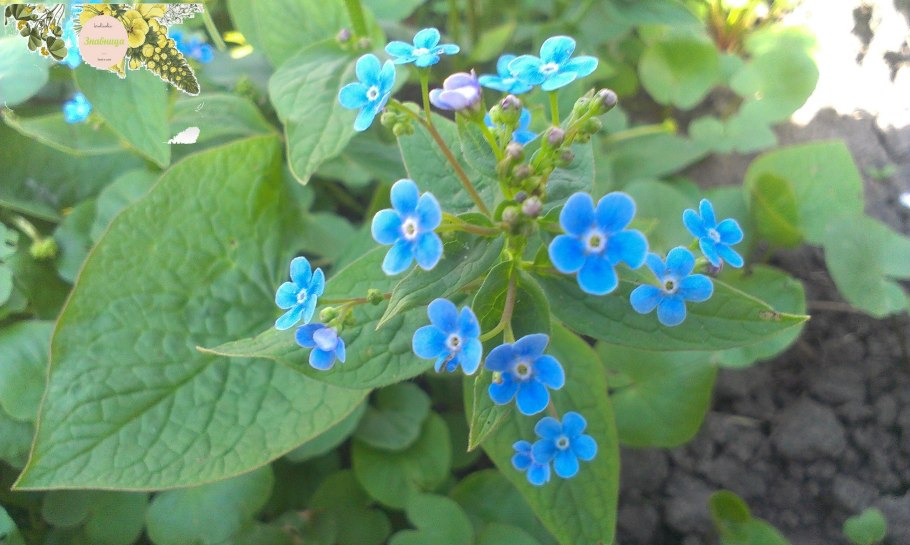 Бруннера крупнолистная