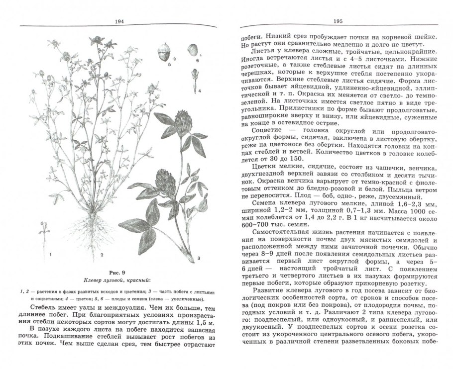Бруннера корневая система