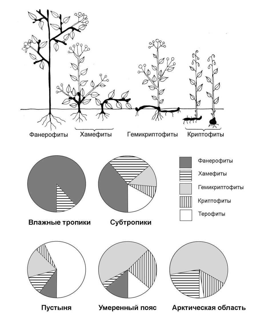 Зопник клубненосный жизненная форма по Раункиеру