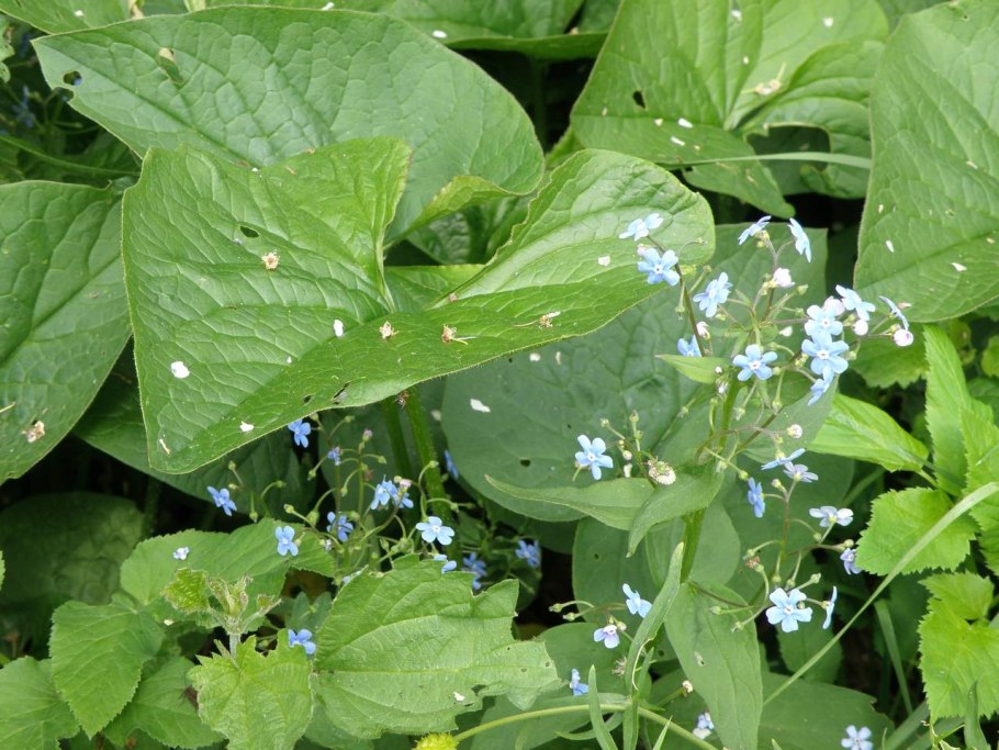 Этапы вегетации озимой пшеницы