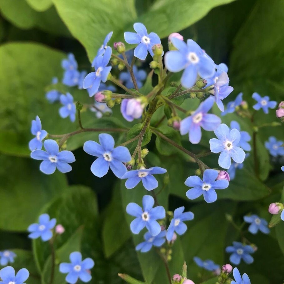 Jack Frost Siberian Bugloss что за цветы