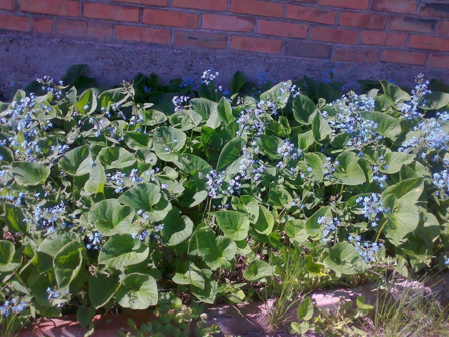Бруннера сердцелистная