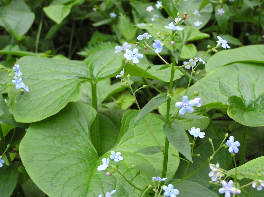 Бруннера Сибирская красная книга Алтайского края