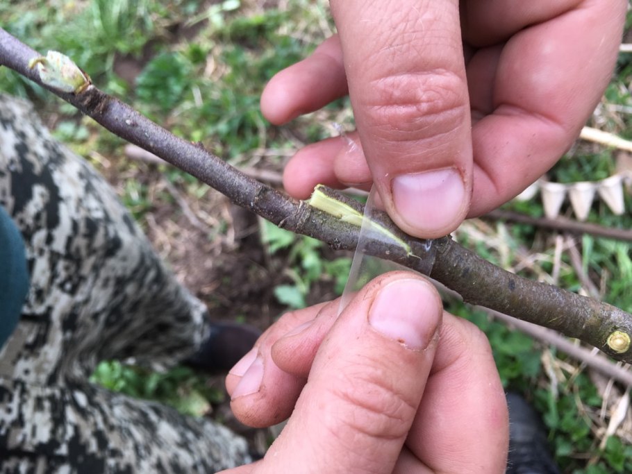 Шиповник роза размножение черенками