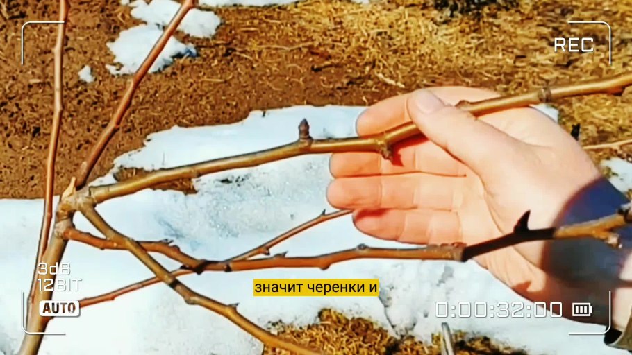 Отводки вегетативное размножение