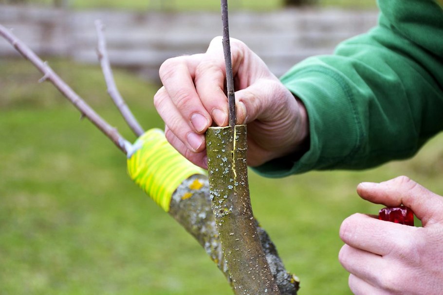 Способ размножения отводками