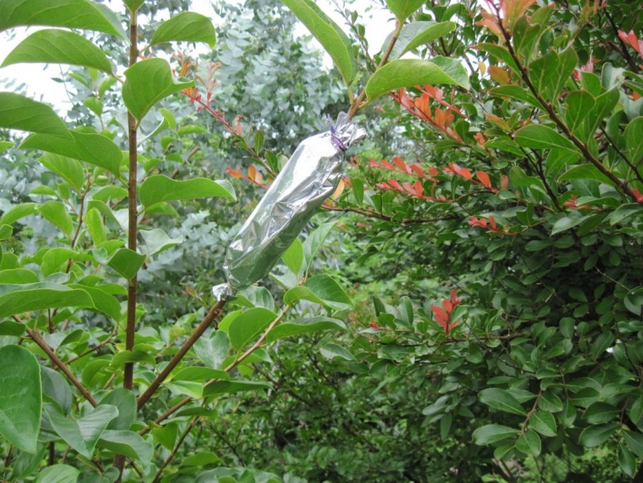 Grafting Tissue Plants