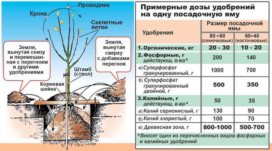 Прививка роз окулировкой