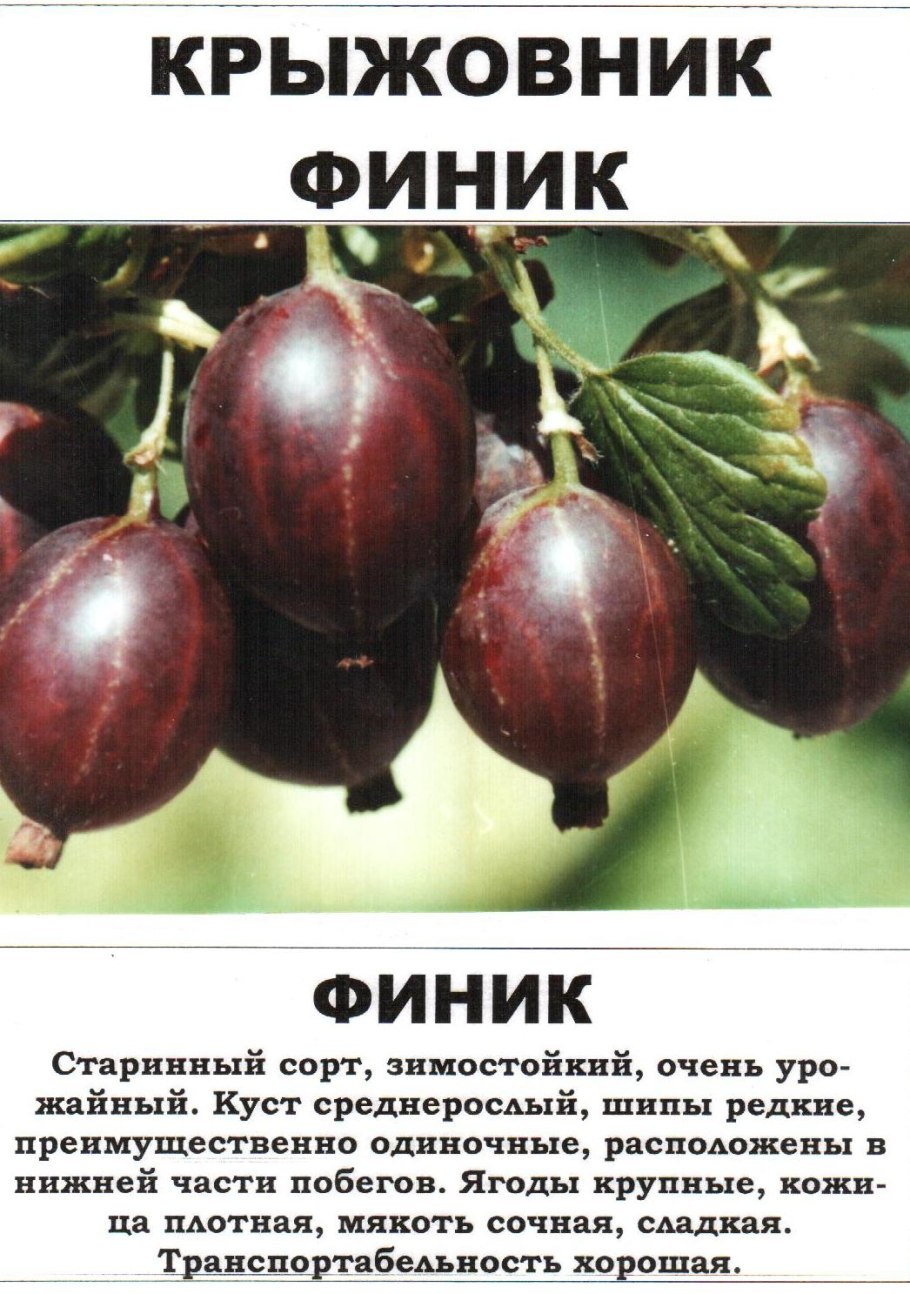 Крыжовник Хиннонмаки ред
