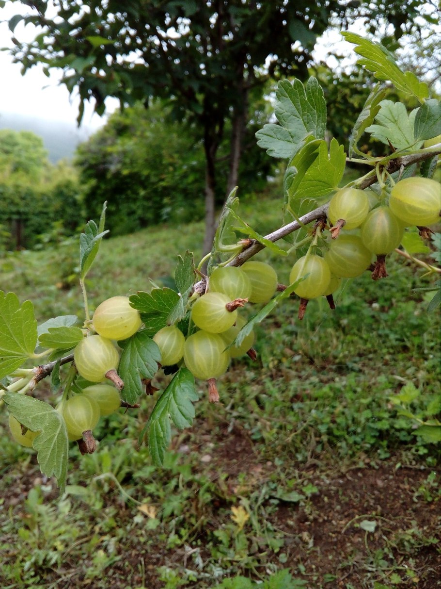 Крыжовник сорт изумрудный