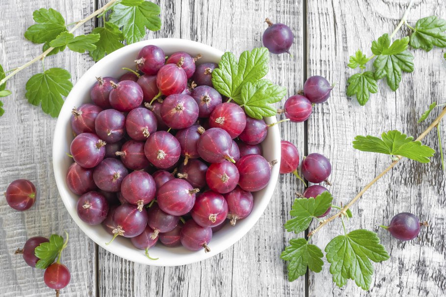 Gooseberry Bush