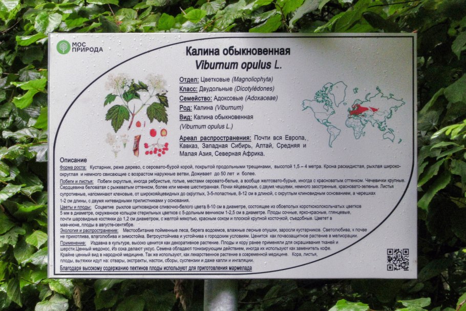 Калина обыкновенная распространение