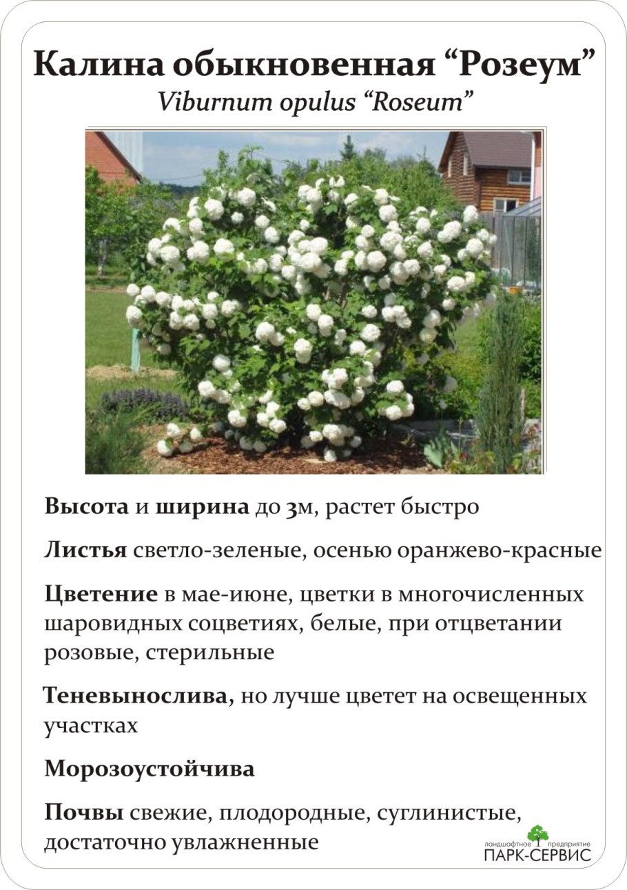 Калина лекарственное растение