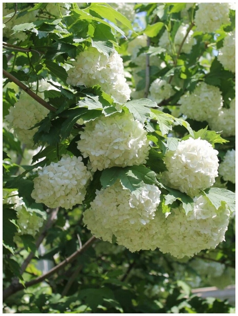 Калина обыкновенная boule de neige