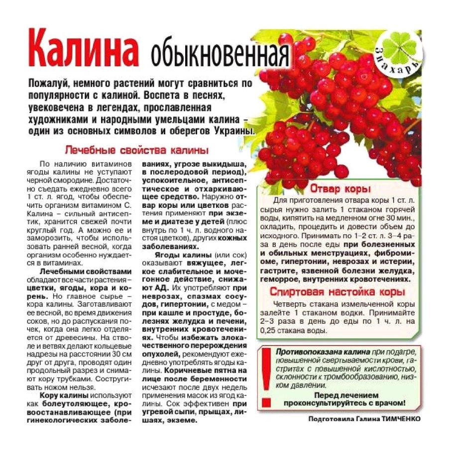 Калина обыкновенная куст